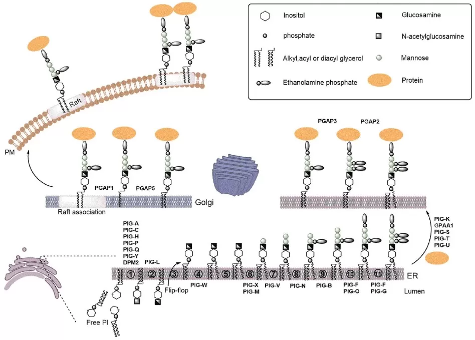 ER pathway adding GlcNAc to PI (PIG genes), luminal mannose and EtN-P additions, transamidase-mediated protein attachment, and PGAP-mediated lipid/glycan remodeling.
